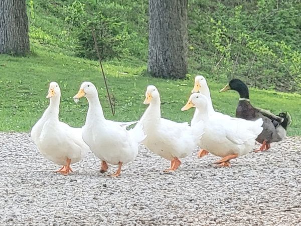 Pekin ducks, known for their meat, waddling on driveway at Middle Creek Farms in central Illinois