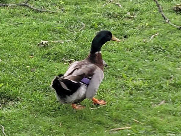Rouen drake duck chasing hen duck on grass at Middle Creek Farms in Clinton, IL, a non-GMO farm