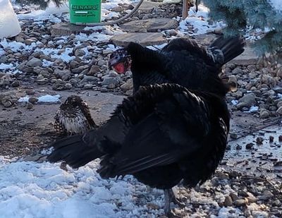 Two turkeys guarding against hawk who may attack chickens and other animals at Middle Creek Farms
