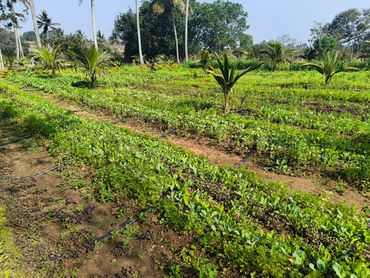 A vibrant garden with various plants and young palm trees under a clear blue sky.