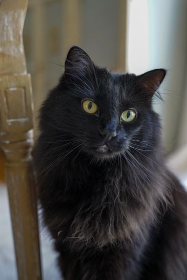 Close-up of a black fluffy cat with striking yellow eyes.