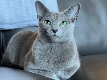 A sleek gray cat with striking green eyes resting on a leather couch.