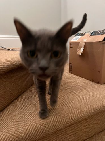 A gray cat walking towards the camera on carpeted stairs.