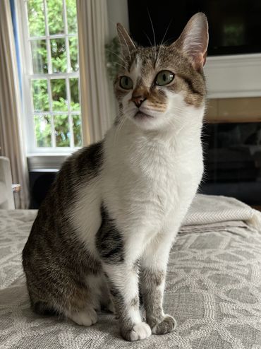 A tabby and white cat sitting on a patterned bedspread in a cozy living room.