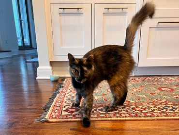 Tortoiseshell cat walking on a colorful rug in a kitchen.