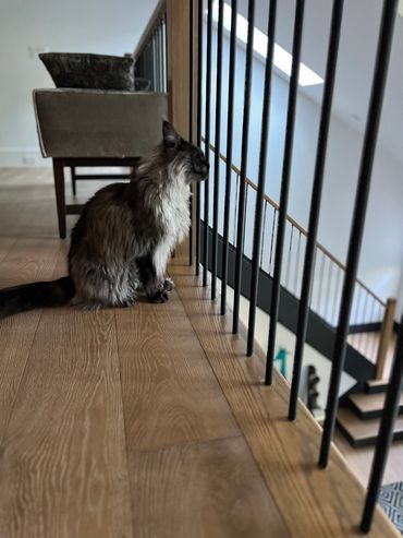 Long-haired cat sitting by railing, gazing outside.