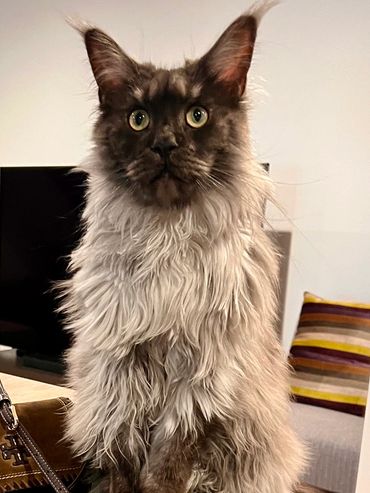 Fluffy cat sitting on a counter next to a brown purse.