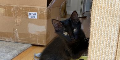 Black kitten playing near a scratching post.