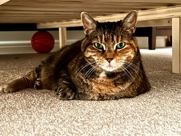 A tabby cat lying on carpet under a wooden furniture piece.
