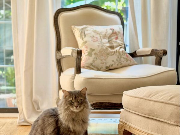 Long-haired cat sitting in front of a cushioned armchair.