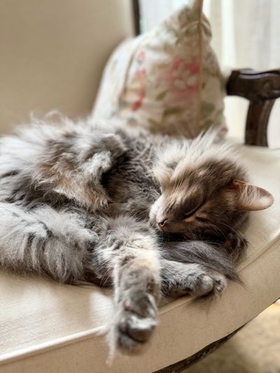 Fluffy cat sleeping curled up on a couch.