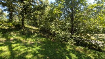 land before forestry mulching