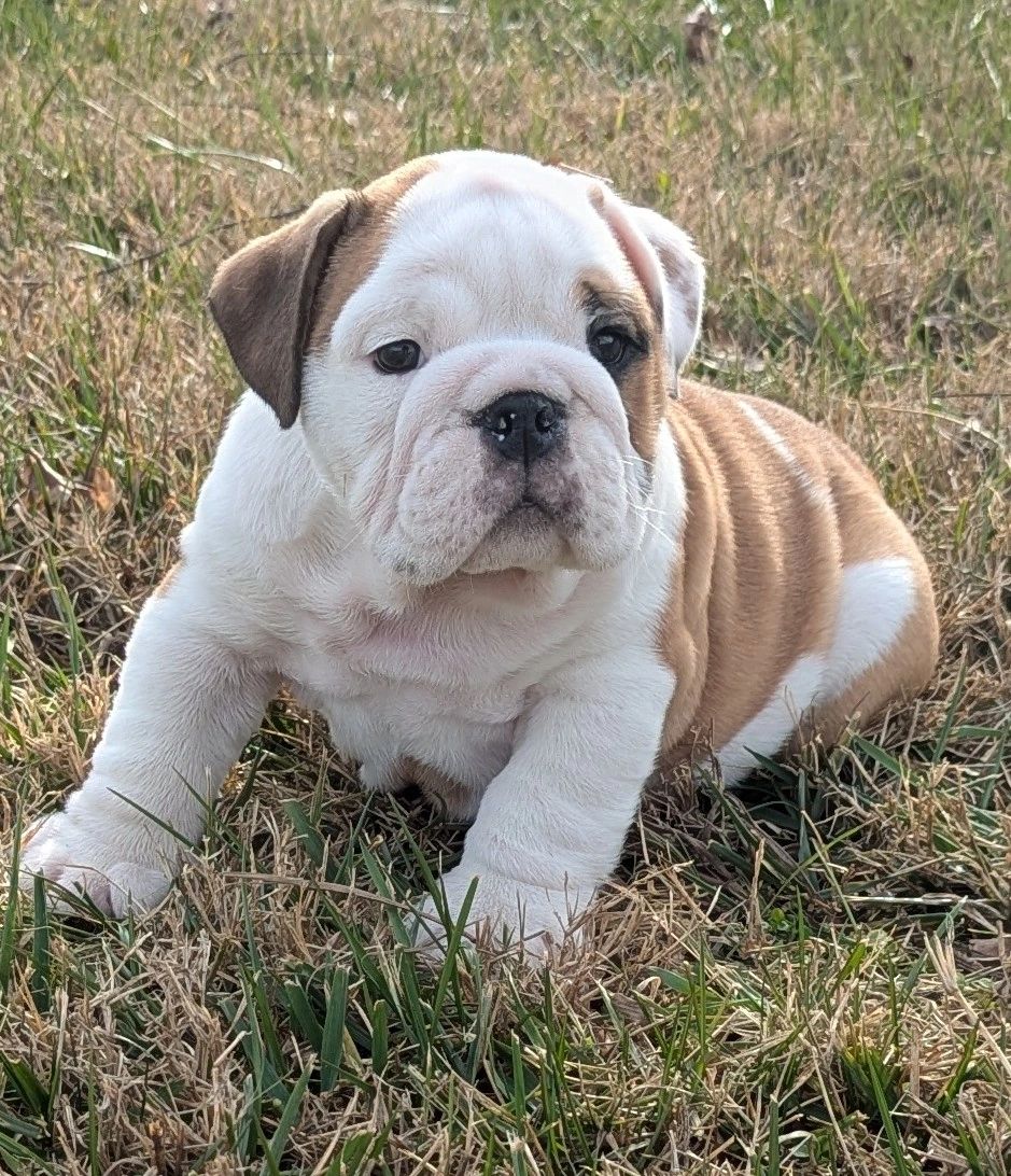 English Bulldog Puppy - Rudolph - Gold Paw Canine, image size:939x1092