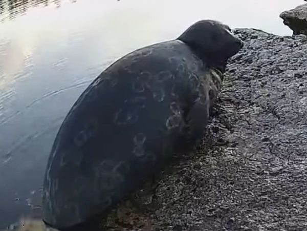 A seal resting on a rocky shore near water.