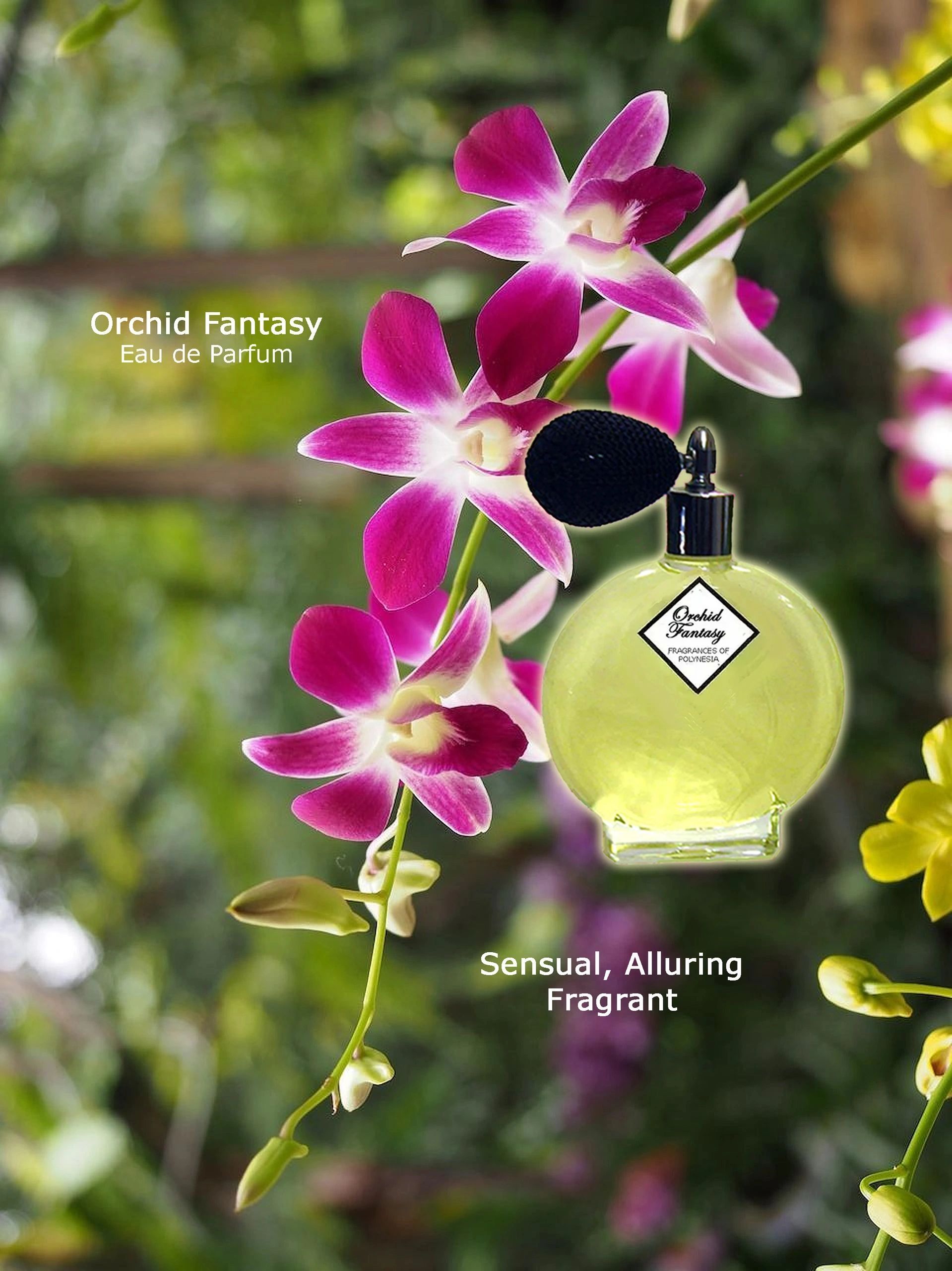 Orchid Fantasy