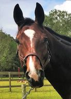 Hanoverian warmblood horse for sale - Show Jumping and Hunter - FEI International
