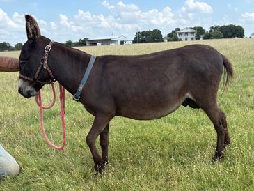 A dark brown donkey standing on grass next to a person kneeling.