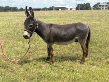 A small donkey standing on green grass with a halter and lead rope.