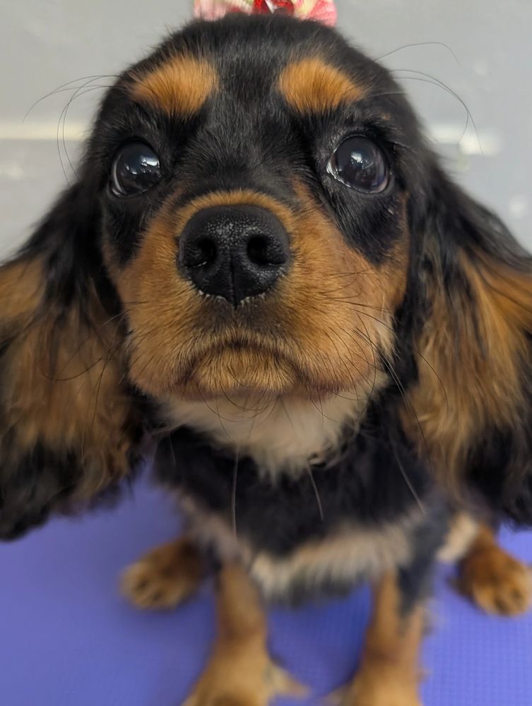 Cavalier King Charles puppy in cute pose