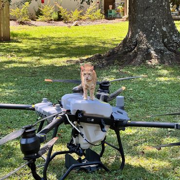 An orange tabby cat stands on a large drone on a grassy lawn.
