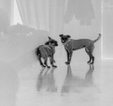 Two small dogs stand on a shiny floor, facing each other.