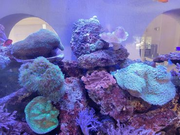 Live Coral Large Aquarium Evergreen