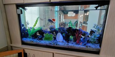 Saltwater Fish in Medical Office Longmont