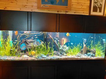 Live Plant Custom Installation Longmont