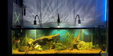 Residential Planted Discus Tank in Erie Home