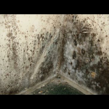 Mold Growth in Memphis TN Home. Certified Licensed Mold Removal