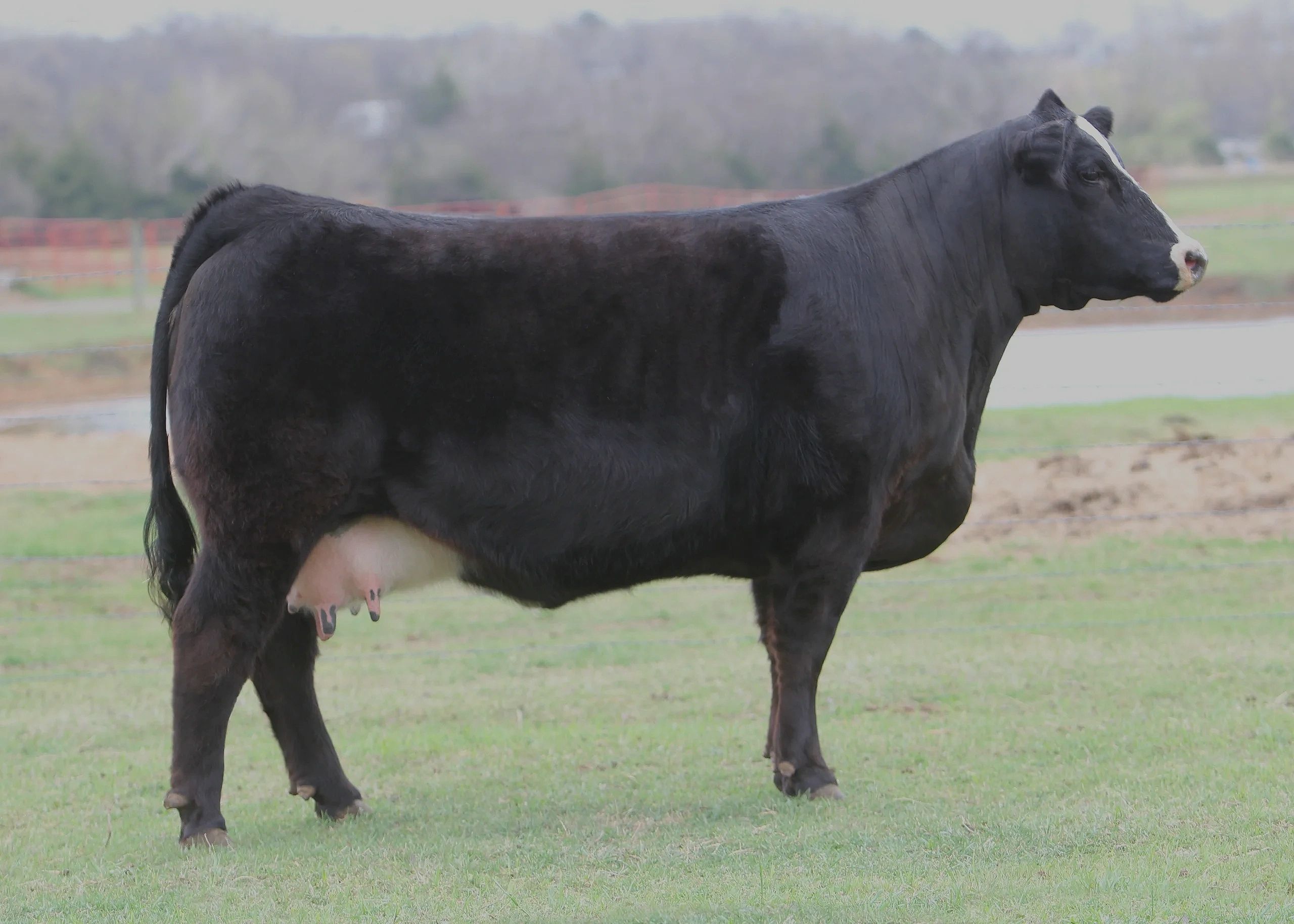 SCHAFER DONOR COW