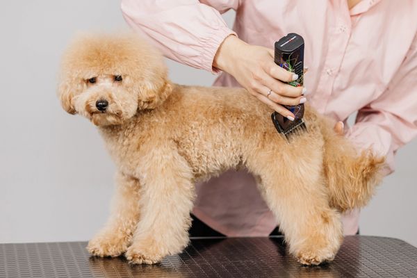 A groomer trims a fluffy tan dog with a clipper, while the dog stands on a grooming table