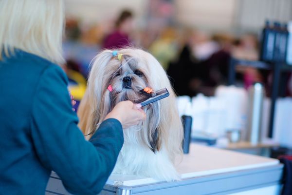 A groomer styles a long-haired dog with colorful clips, using a comb at a pet grooming event
