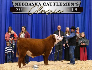 BNT Propel
2019 NCC Champion Horned Hereford Bull