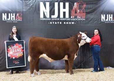 BNT Vinnie
NJHA Reserve Champion Futurity Steer