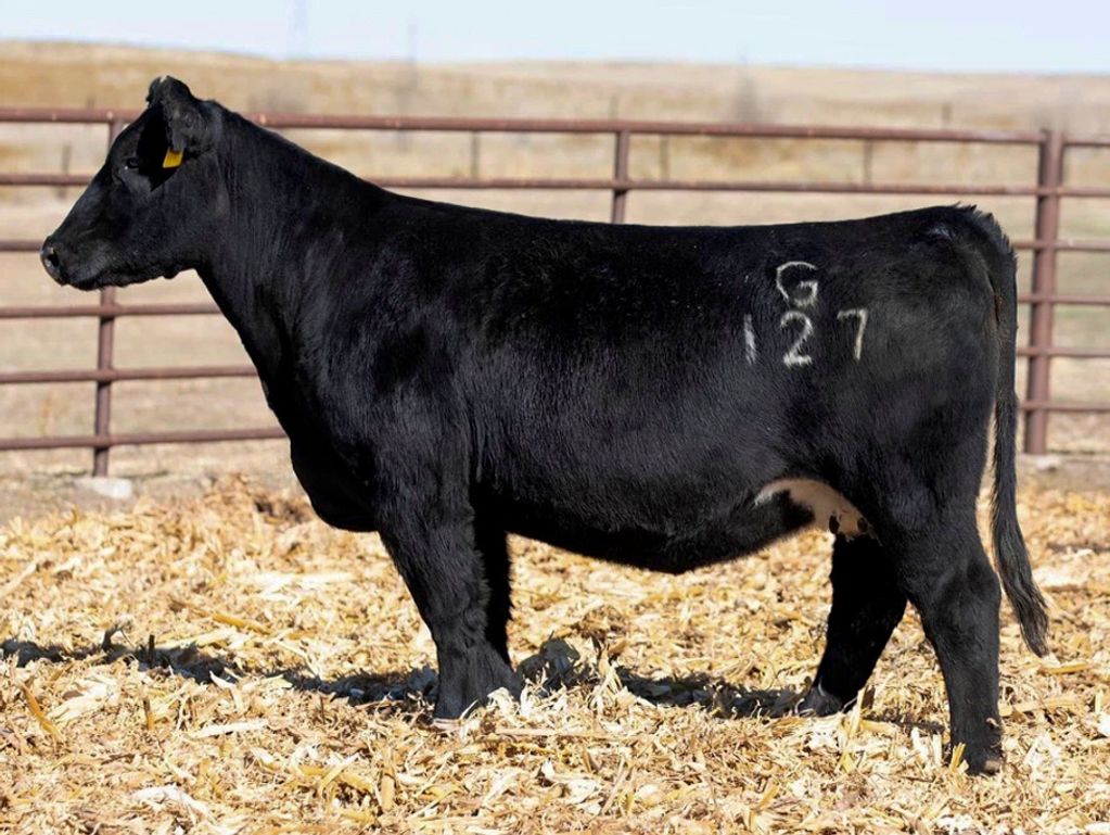 FRNK Wynonna G127