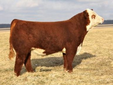 BNT New Edition
Long time sire at Able Acres