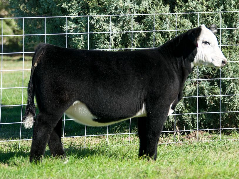 TRAC Frankie
Sold for $10,500