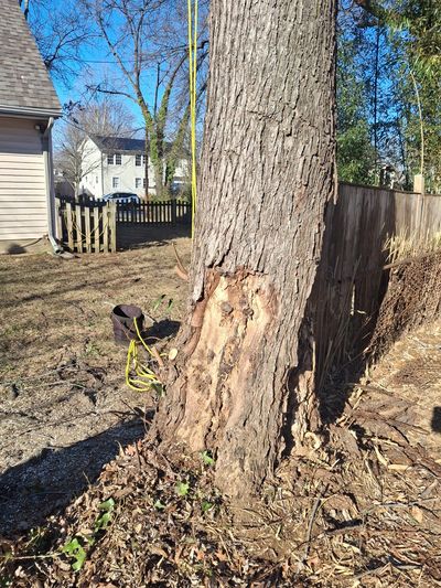 Basal decay red maple acer rubrum Fort Hunt Alexandria Virginia