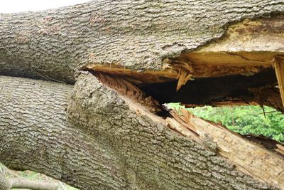 Included bark failure in co-dominant stems showing structural weakness in mature tree Fort Hunt