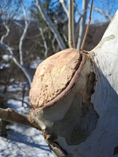 Sycamore tree woundwood response forming around a properly placed pruning cut in Hollin Hills, VA