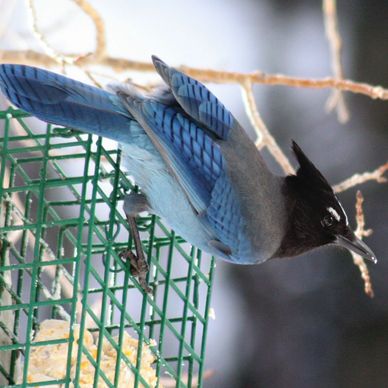 Stellar's Jay on a suet feeder in winter