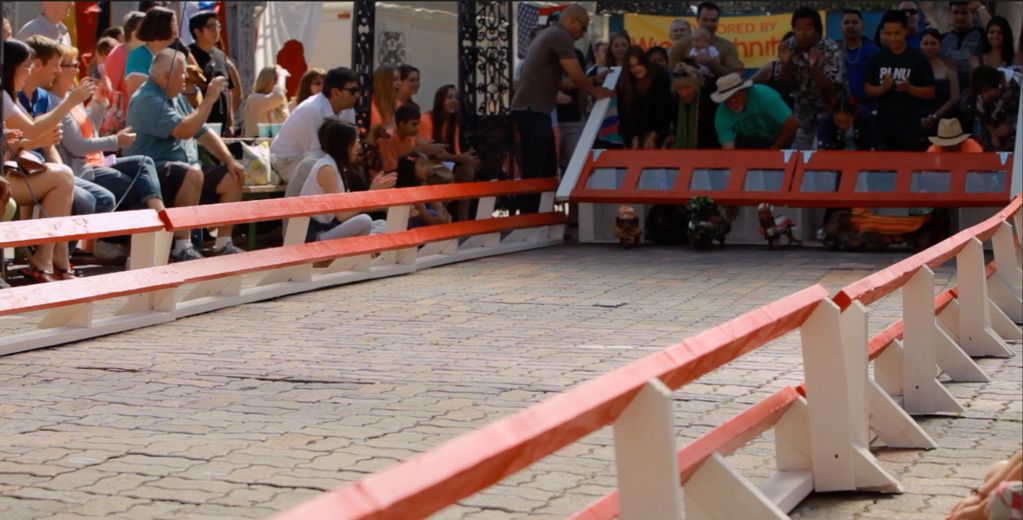 Wiener Dog Internationals Race Scene