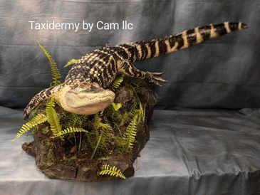 Alligator taxidermy