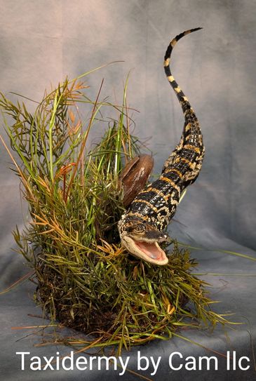Life-size alligator taxidermy