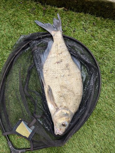 A large fish resting on a black net on green grass.