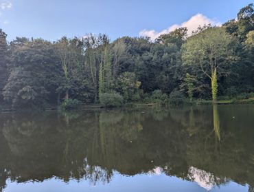 Calm lake reflecting tall, leafy trees under a clear blue sky.