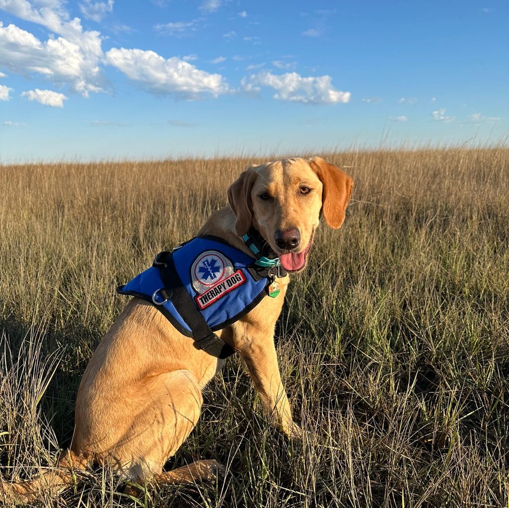 Family Matters | Online Therapist Counseling Therapy | Depression Counselor Therapy Dog Therapy Pet