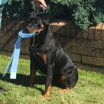 A Rottweiler holds a blue award ribbon in its mouth while sitting on grass.