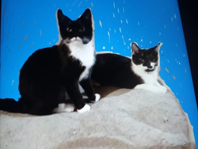 bro/sis born 7.7.20.   Ok with other animals under 50 lbs and 7 plus years. know their names!!!